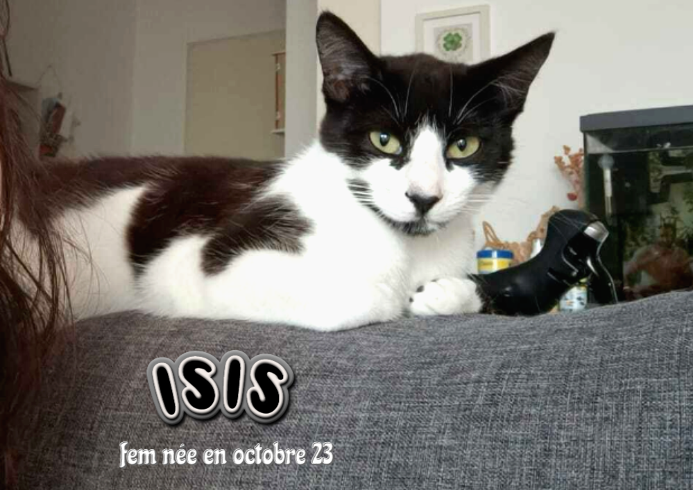 ISIS adoptable dans le 33, visible sur Villenave d'Ornon