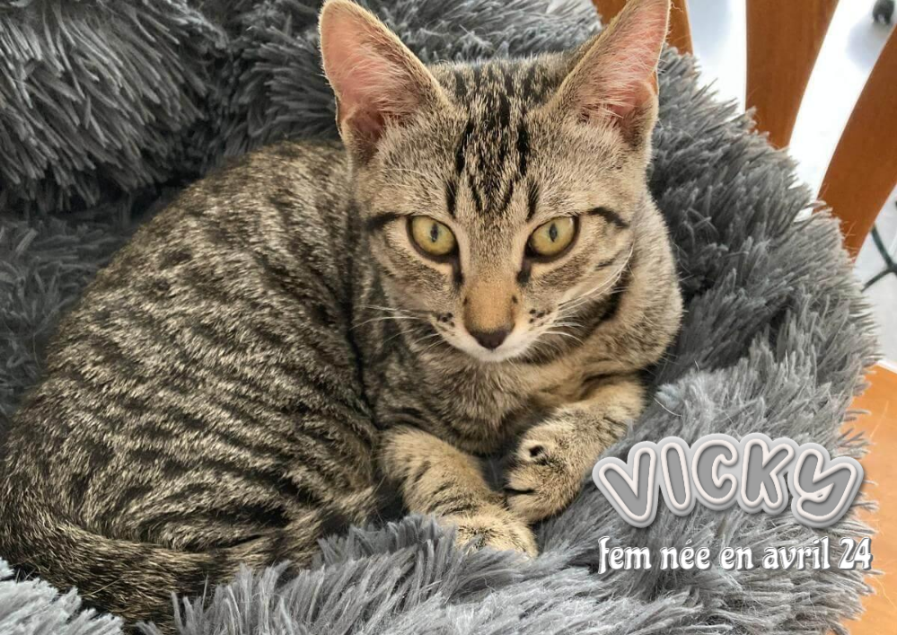 VICKY à adopter dans le 33,  visible sur Eysines