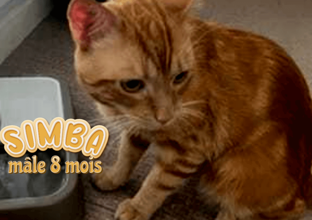 SIMBA à adopter dans le 33, visible sur ST André de Cubzac