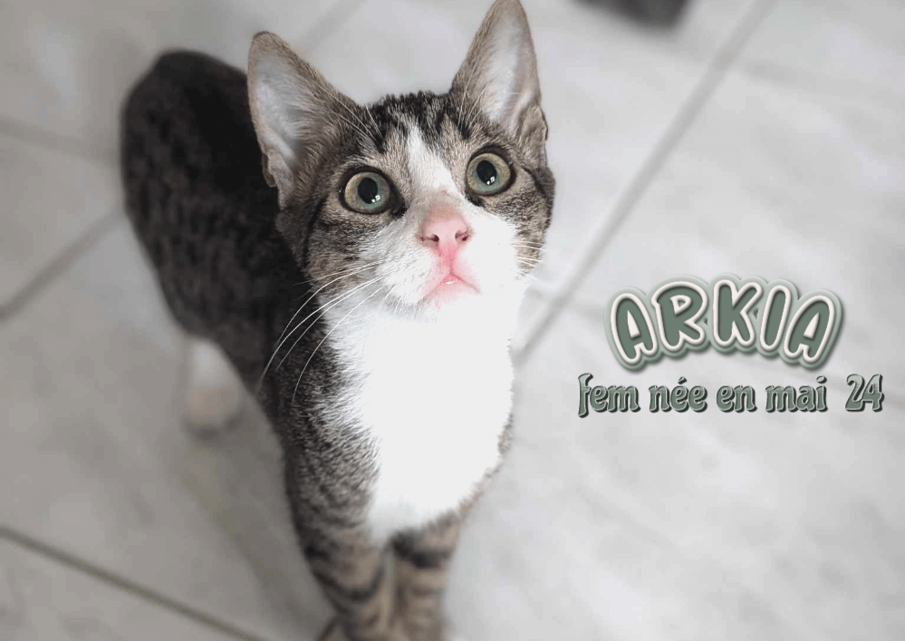 ARKIA  adoptable dans le 33, visible sur Lormont