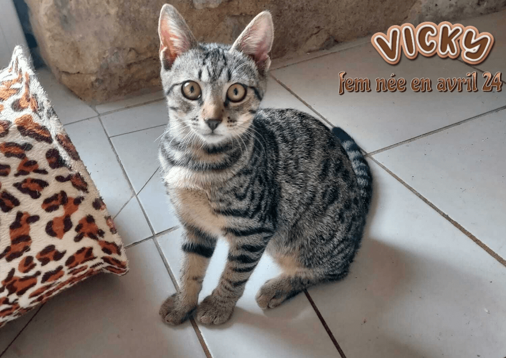 VICKY à adopter dans le 33,  visible sur Eysines