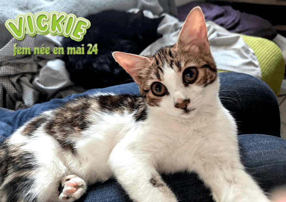 VICKIE adoptable dans le 33, visible sur Lormont