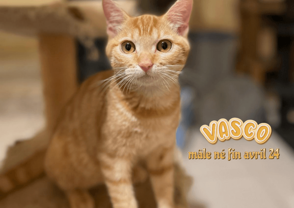 VASCO, adoptable dans le 33,  visible sur Eysines 33