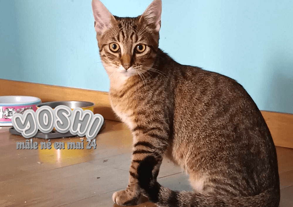 YOSHI à adopter dans le 33, visible sur St André de Cubzac