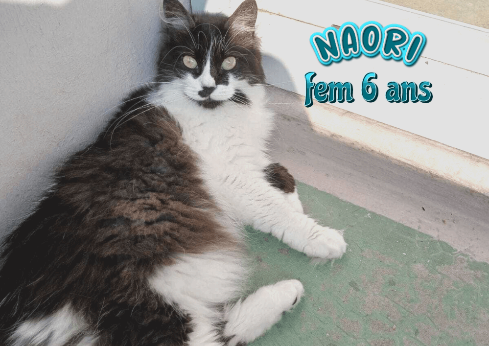 NAORI adoptable dans le 33, visible sur Bordeaux 33