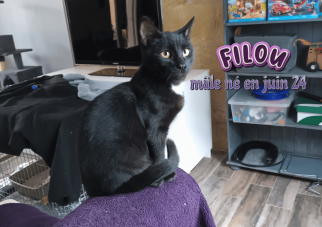 25/10/24 : FILOU va rejoindre une de nos ancienne protégée BAGHEERA chez Gilles