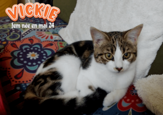 VICKIE adoptable dans le 33, visible sur St André de Cubzac