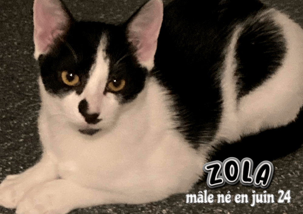 ZOLA visible sur Eysines 33